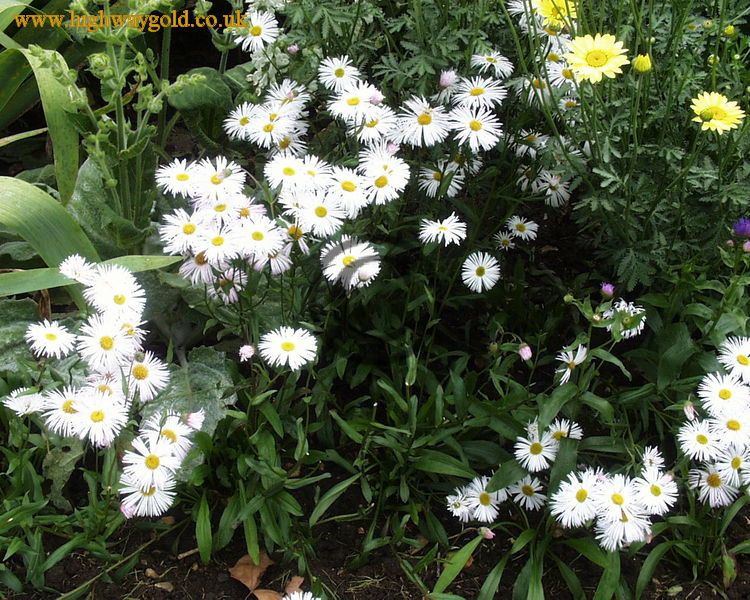Erigeron 'Schneewittchen'