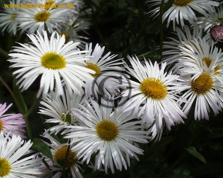 Erigeron 'Schneewittchen'