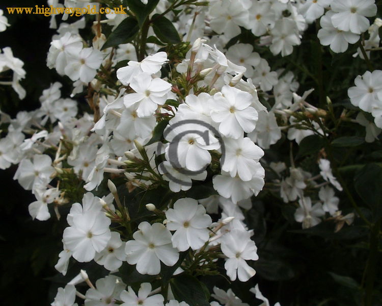 Phlox carolina 'Miss Lingard'