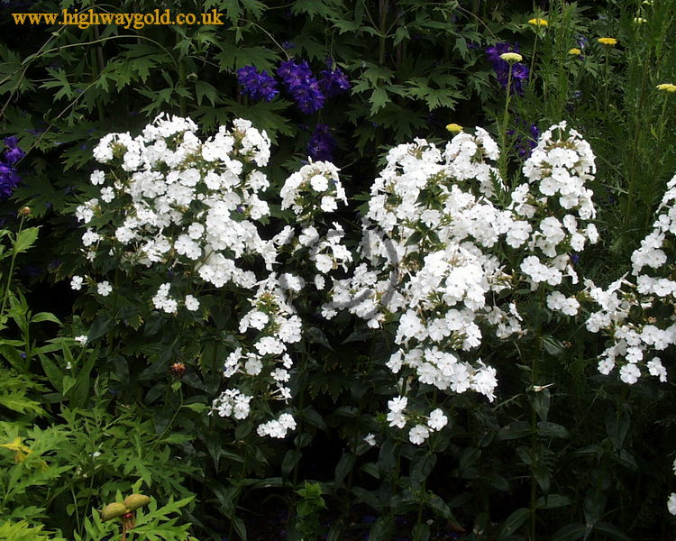 Phlox carolina 'Miss Lingard'