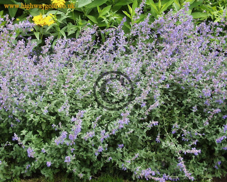 Nepeta x faassenii