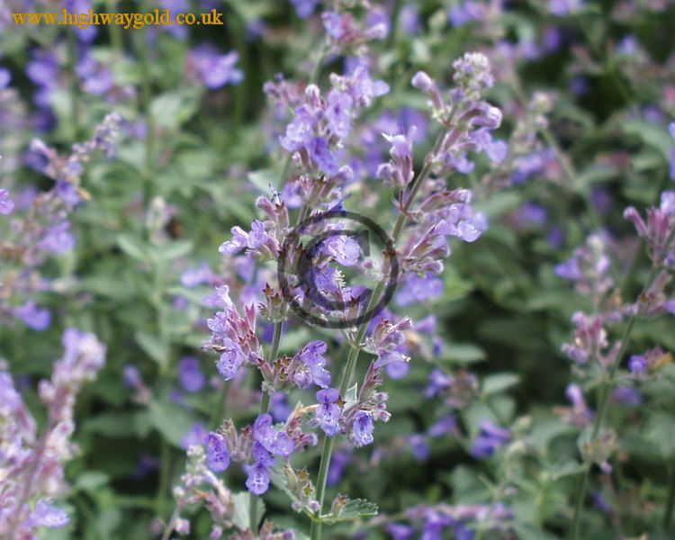 Nepeta x faassenii