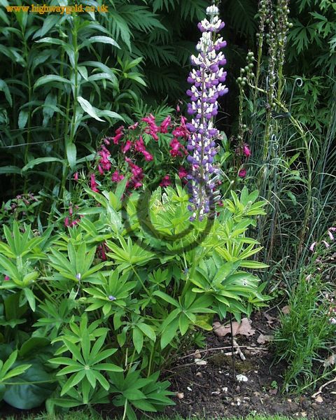 Lupinus 'Tom Reeves'