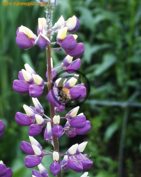Lupinus 'Tom Reeves'