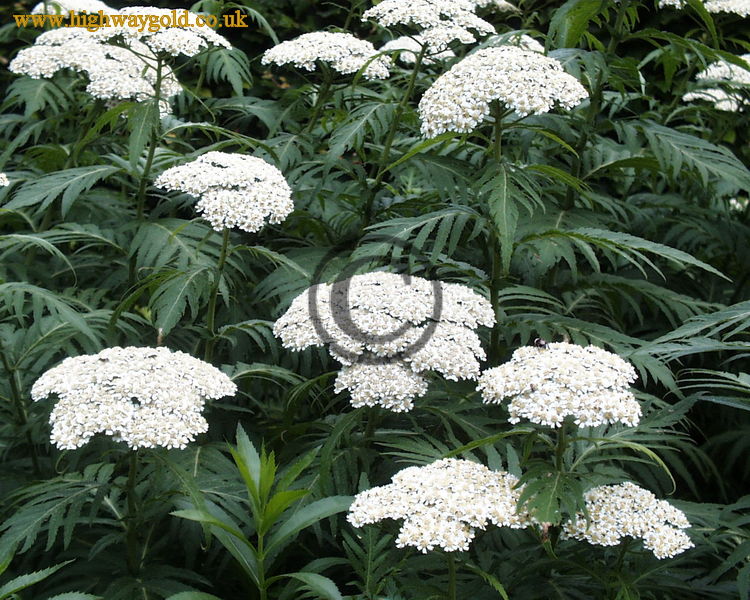 Achillea grandifolia