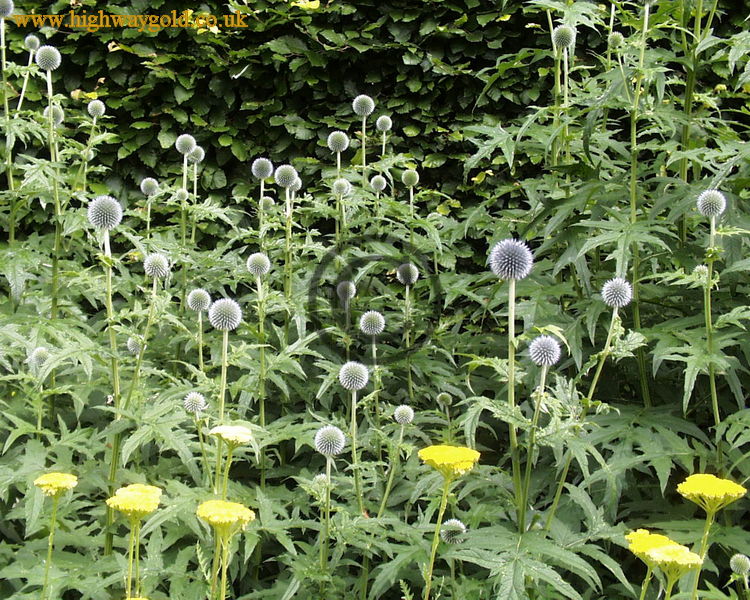 Echinops ritro