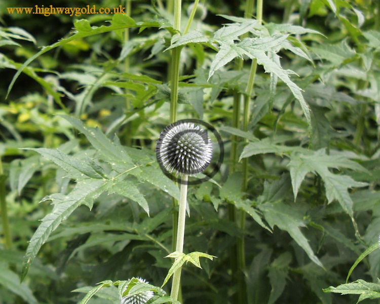 Echinops ritro