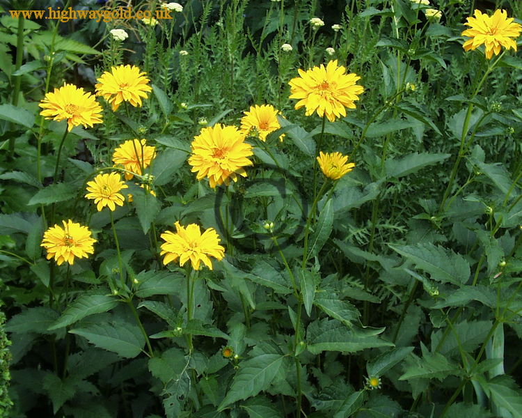 Heliopsis helianthoides subsp. scabra