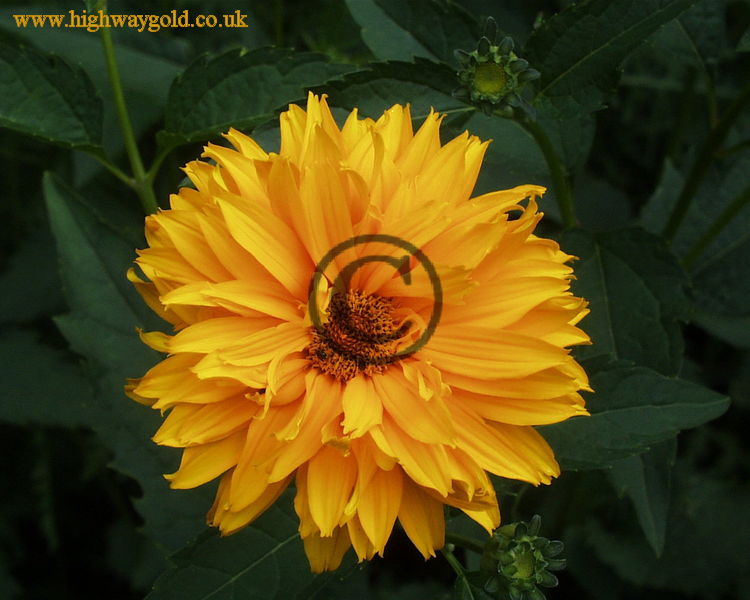 Heliopsis helianthoides subsp. scabra