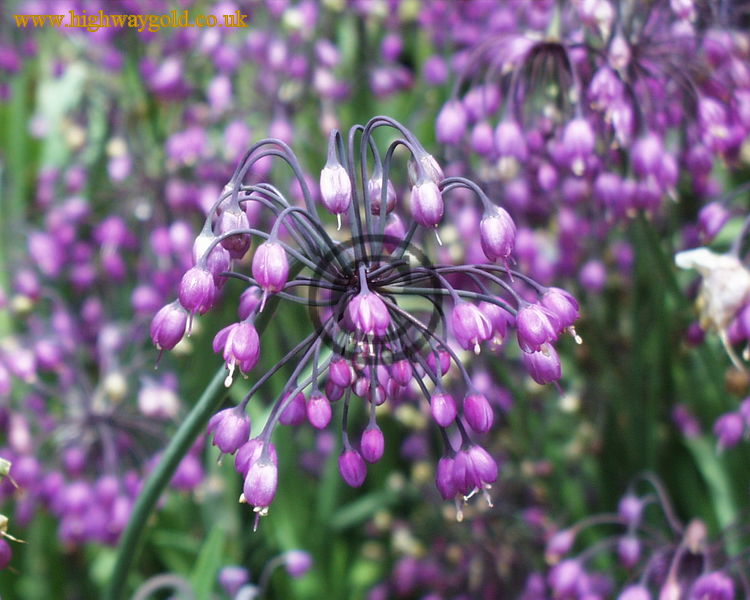 Allium cernuum