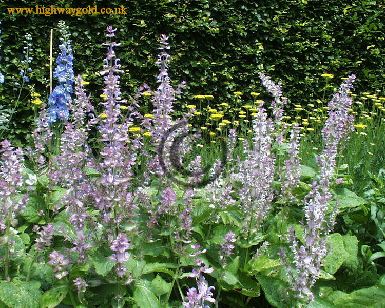 Salvia sclarea var. 'Turkestanica'