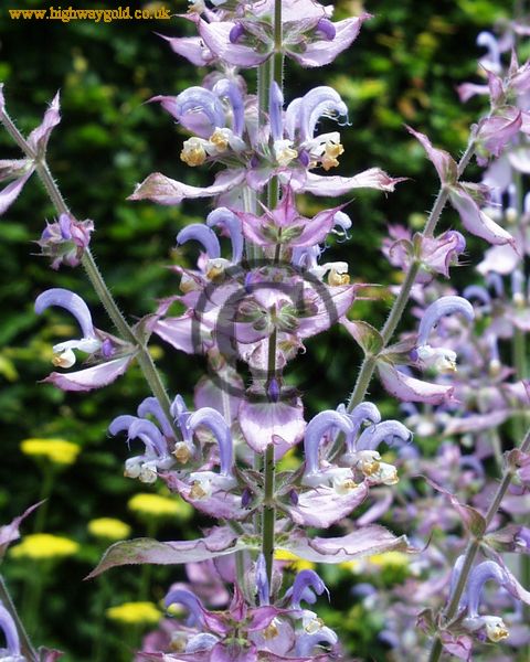 Salvia sclarea var. 'Turkestanica'