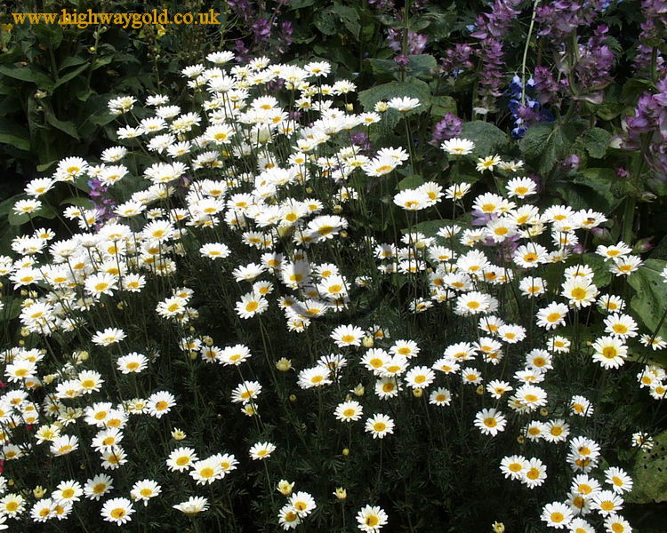 Anthemis tinctoria 'E.C. Buxton'