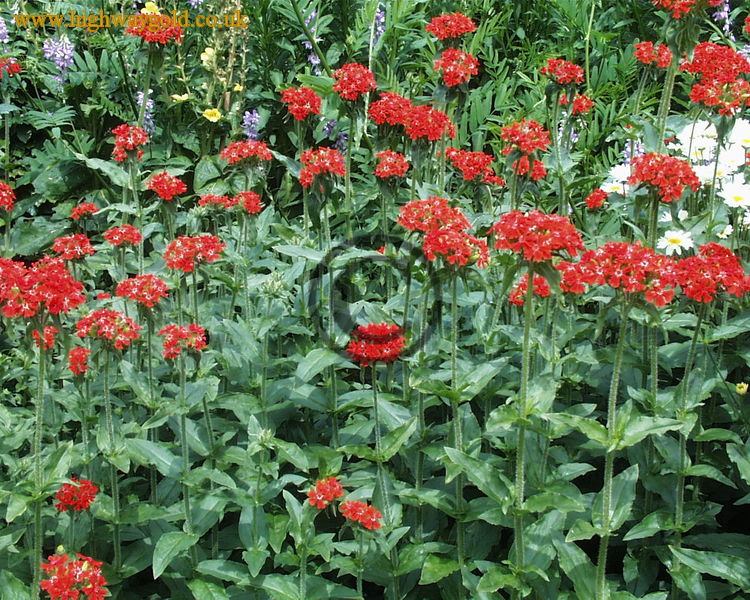 Lychnis chalcedonica