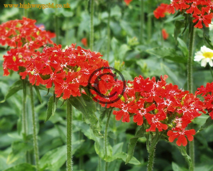 Lychnis chalcedonica