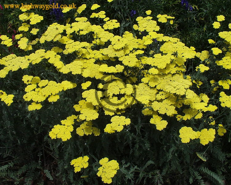 Achillea 'Moonshine'