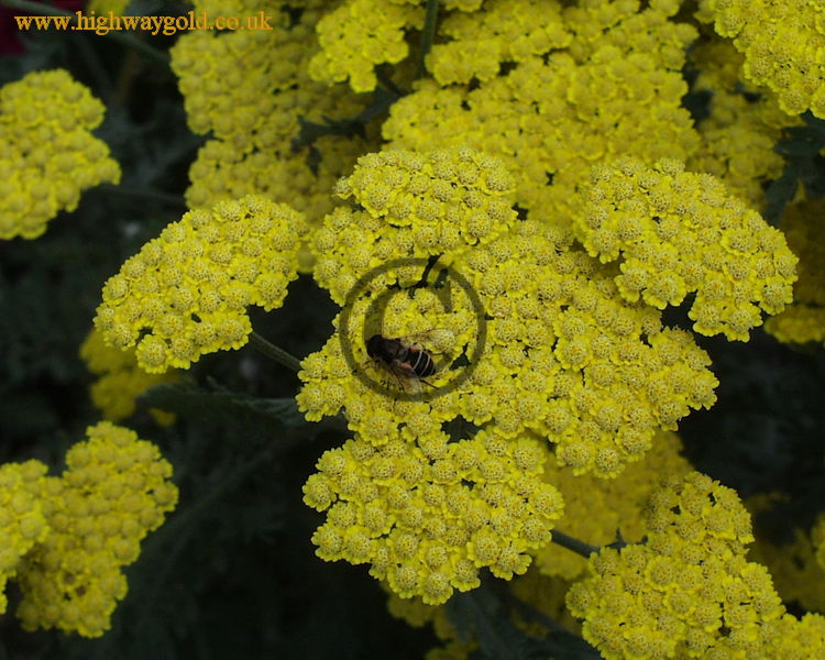 Achillea 'Moonshine'