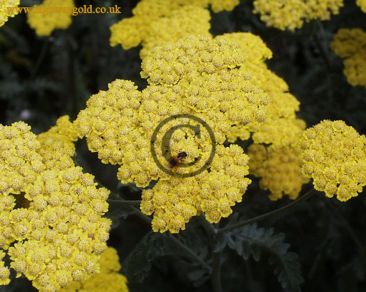 Achillea 'Moonshine'