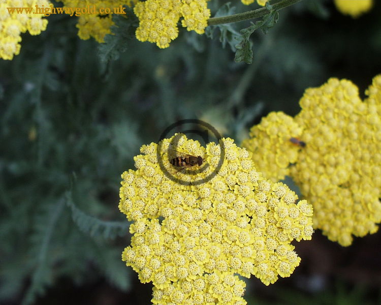 Achillea 'Moonshine'