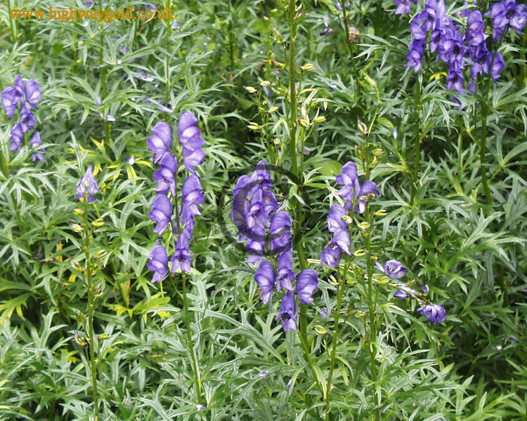 Aconitum 'Bressingham Spire'