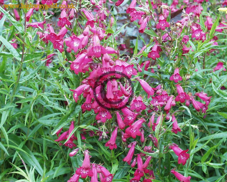 Penstemon 'Garnet'