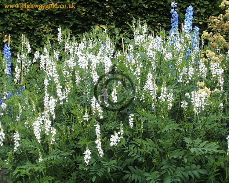Galega officinalis 'Alba'
