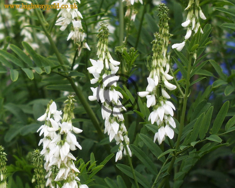 Galega officinalis 'Alba'