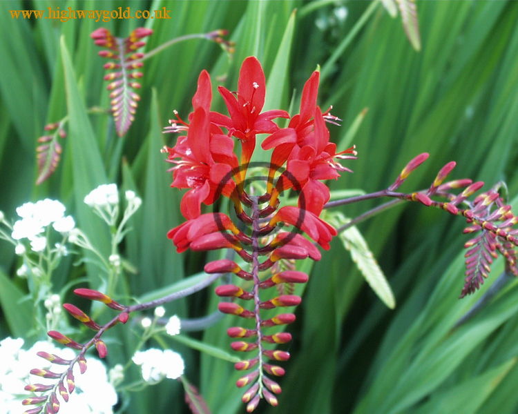 Crocosmia 'Lucifer'