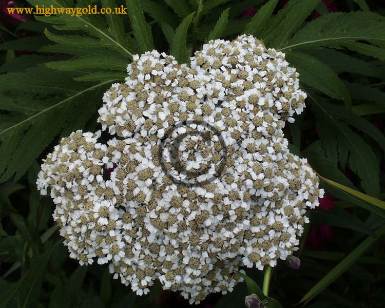 Achillea grandifolia