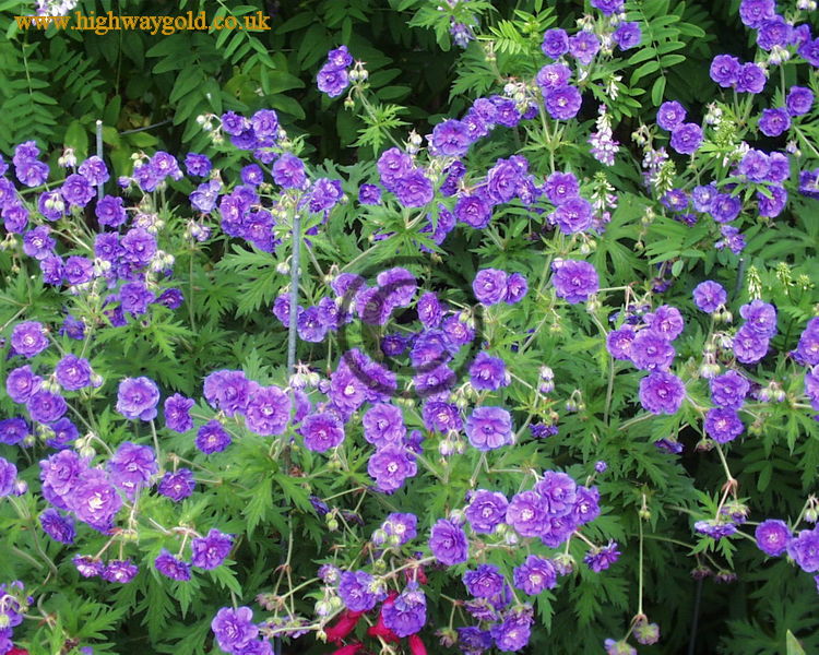 Geranium pratense 'Plenum Violaceum'