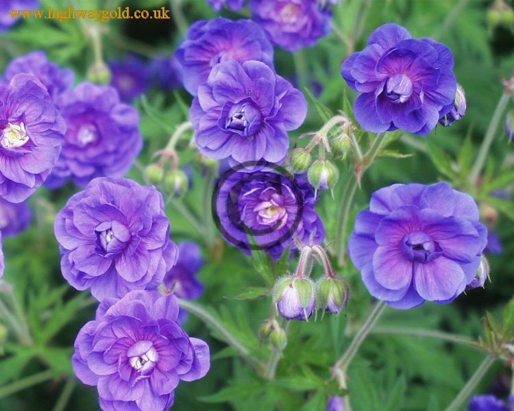 Geranium pratense 'Plenum Violaceum'