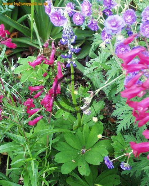 Lupinus arcticus