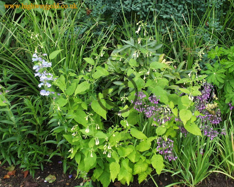 Nepeta govaniana