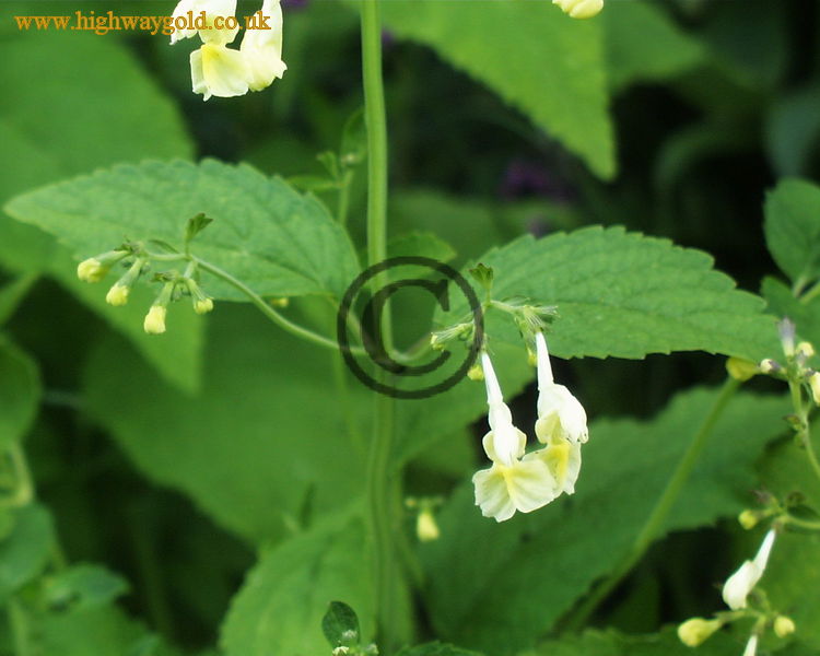Nepeta govaniana
