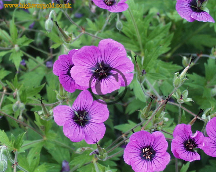 Geranium psilostemon