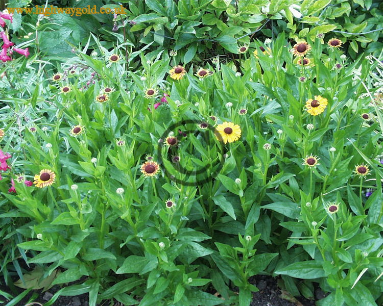 Helenium 'Wyndley'