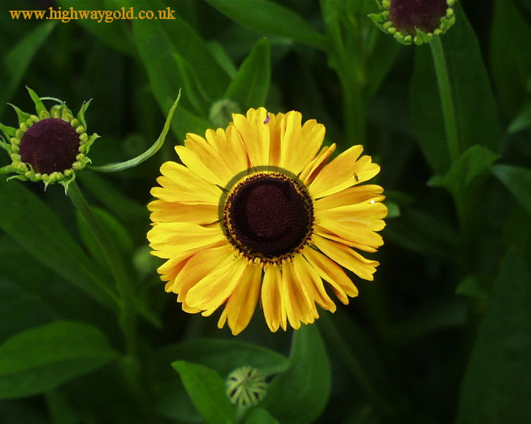 Helenium 'Wyndley'