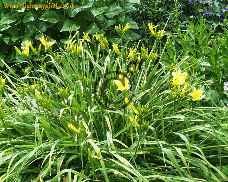 Hemerocallis 'Hyperion'