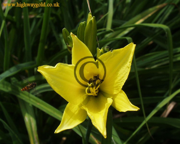Hemerocallis 'Hyperion'