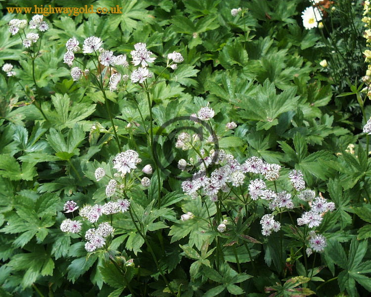 Astrantia major