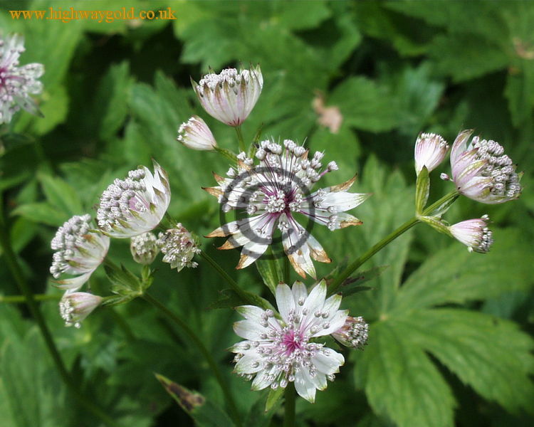 Astrantia major