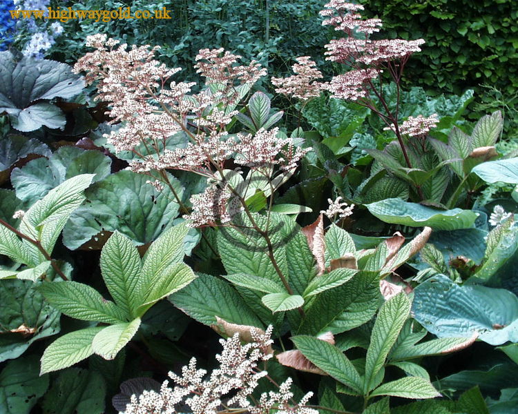 Rodgersia pinnata