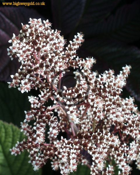 Rodgersia pinnata