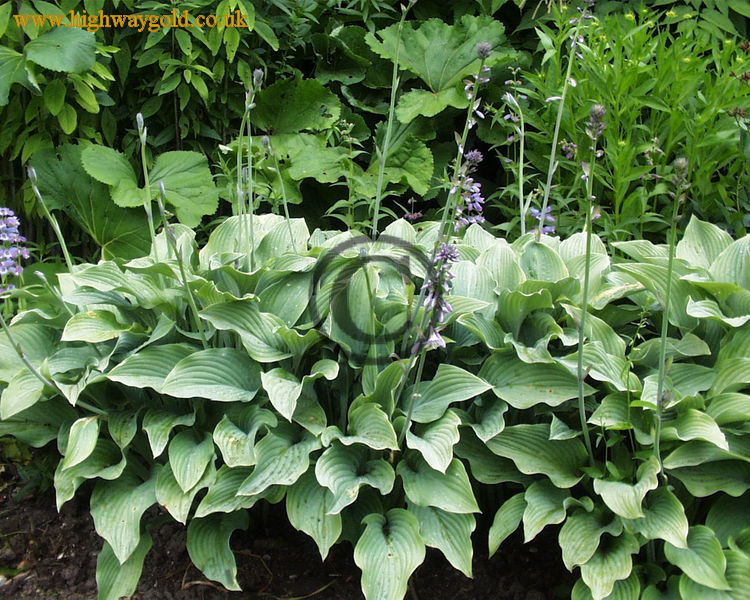 Hosta 'Krossa Regal'