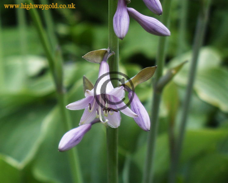 Hosta 'Krossa Regal'
