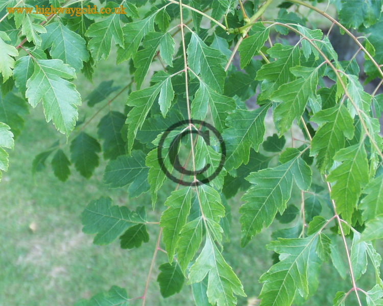 Koelreuteria paniculata