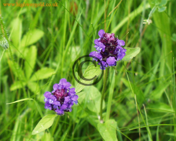 Prunella vulgaris
