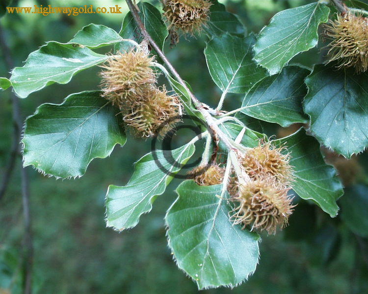Fagus sylvatica