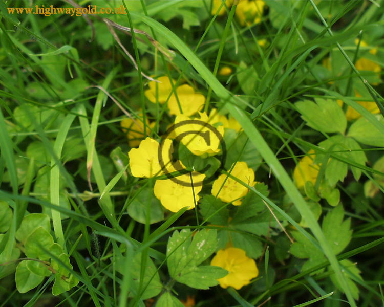 Lysimachia nummularia