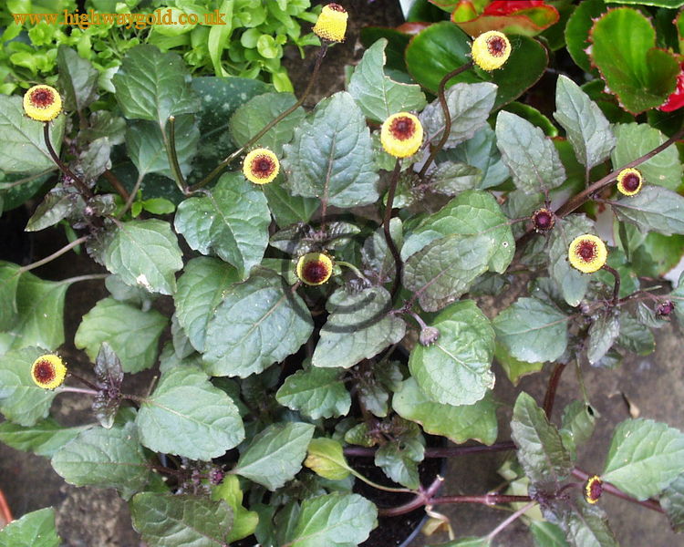 Spilanthes Peek-a-Boo